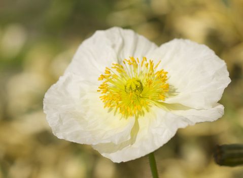 Iceland Poppie Bloom with Narrow Depth of Field