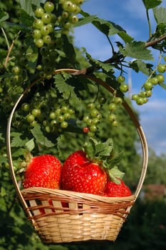 Early  red strawberry