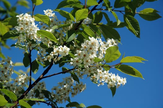 white  bird cherry