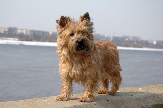 The shaggy small dog with interest looks at the owner