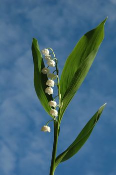 lily-of-the-valley on the sky
