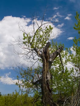 Broken and old tree in a Spring forest in Colorado's Rocky Mountains