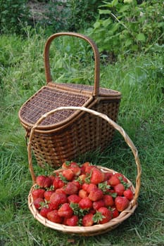 Wicker baskets filled with strawberries on green grass