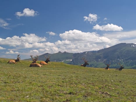 A group of wapiti (North American Elk) hanging out on Trail Ridge in Rocky Mountain National Park