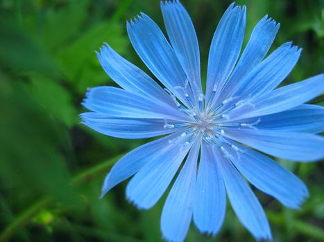 Macro. Flower of chicory on the green background