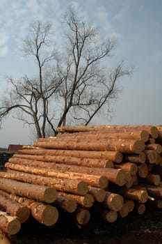 Stack of pine logs chopped down