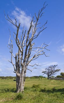 A couple of death trees are left in a green spring meadow on a sunny day on the North West end of Tasmania.
