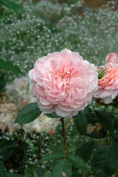 pink rose in a garden 