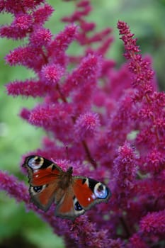 The butterfly on a lilac flower