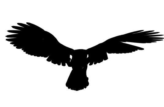 Black eagle art illustration silhouette on a white background