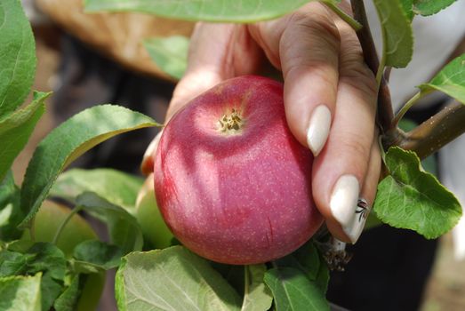 Woman's hand with red apple in sun shine