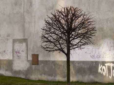 the tree in the city center, town