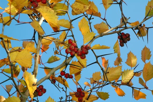 Fruits of a hawthorn on a background of yellow foliage and the blue sky.