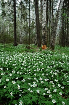 The spring wood. Russia, Moscow area