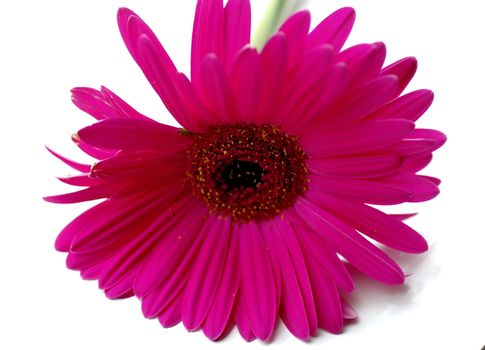 Pink Gerbera against white background