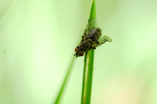 Macro of fly on the straw on light green background