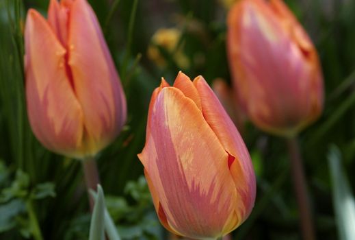 The heads of three 'dancing' pink and yellow tulips