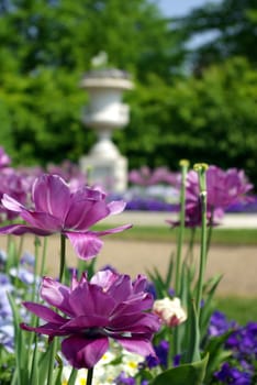 Photo in a park of London showing flowers in cloe-up and a fountain in the background