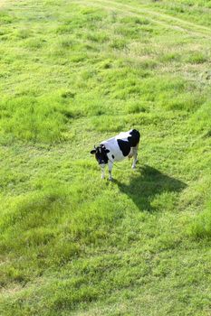 cow on open field
