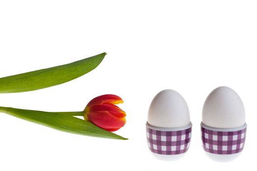 egg and tulips in spring