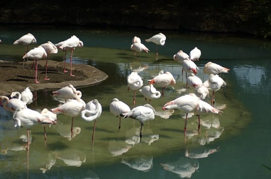 Flock of Flamingos in water with a gentle reflection