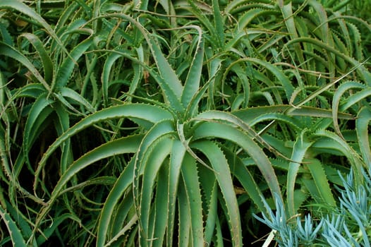 Verdant Californian desert plant