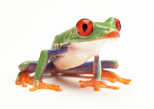 The green frog over white