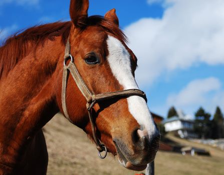 The saddle-horse in the field