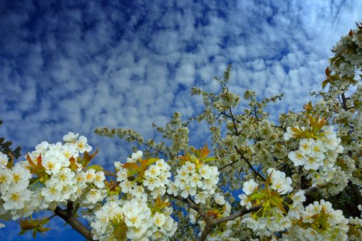 White cherry blossom against a sky filled with fluffy alto-cumulus clouds. Space for copy in the sky.