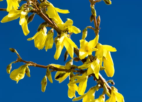 Forsythia and blue sky. Briliant yellow forsythia set against a deep blue spring sky. Real sky, not a gradient.