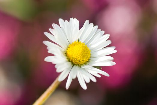 meadow flower