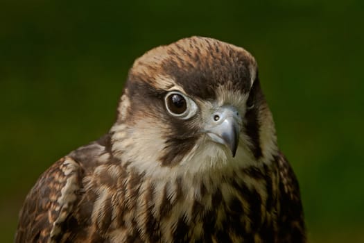 An Eleonora's Falcon. It inhabits Mediteranian islands.