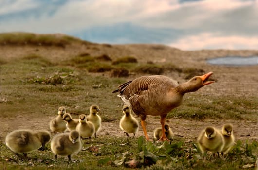 A Greylag Goose protecting her young gosslings at Cley, Norfolk, England.