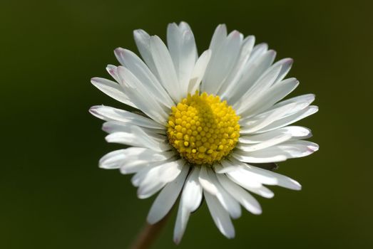 meadow flower