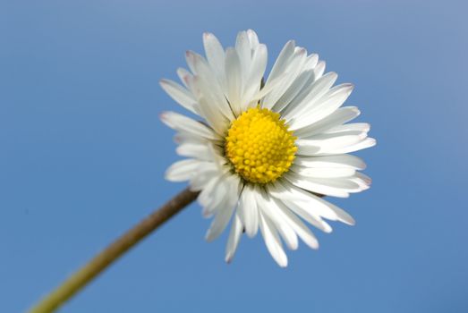 meadow flower