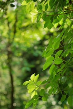 free nature background. bright green forest view