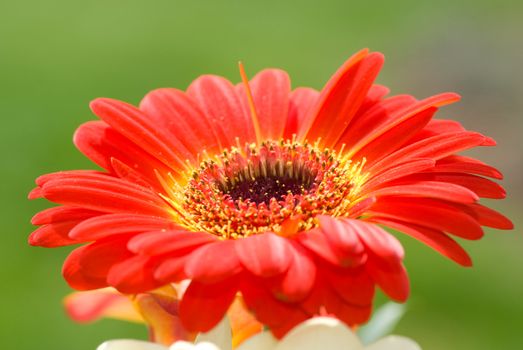 flower detail