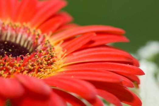 flower detail