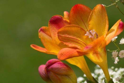 flower detail