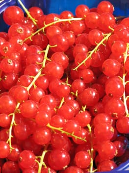 CURRANT