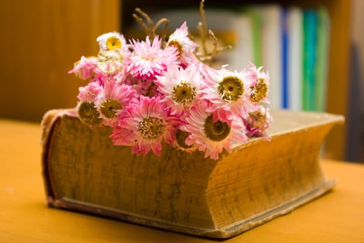 domestic still life  died flower and old book