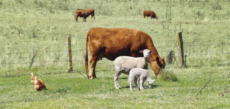 great image of sheep chickens and cows on the farm