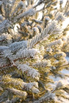 Winter scene - frost on pine tree.