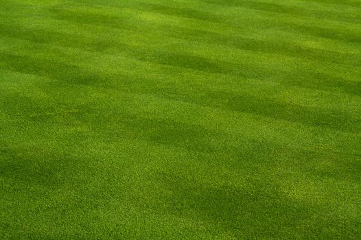 Fresh Cut Green Grass on a Spring day