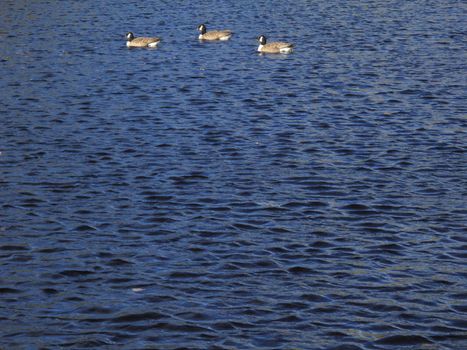 Canadian Geese line up for a swim