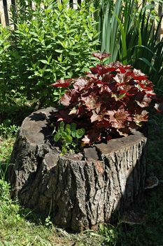 heuchera and nasturtium in an old stub