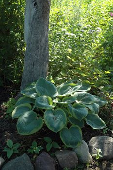 The hosta Pizzazz, growing in a shadow of an old apple-tree