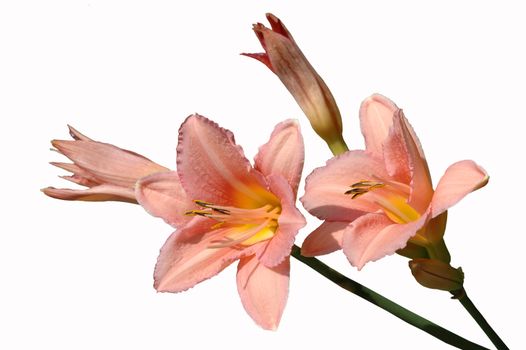 pink daylily isolated