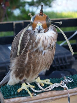 This hawk is trained to take care of unwanted birds. That beak terrified me.