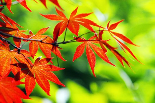 The beautiful red maple leaves in autumn